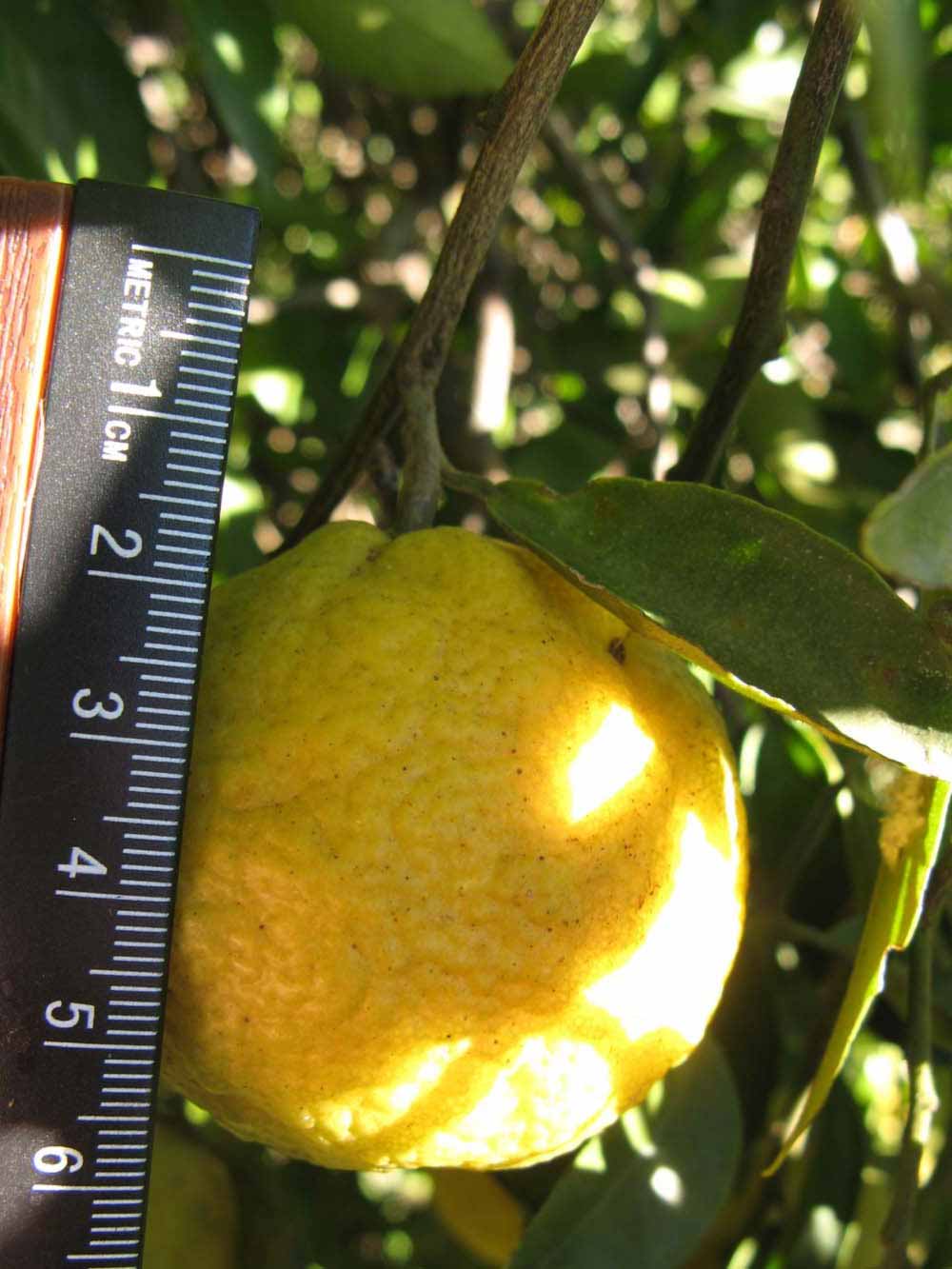              Fruit (Winter Haven, FL)       